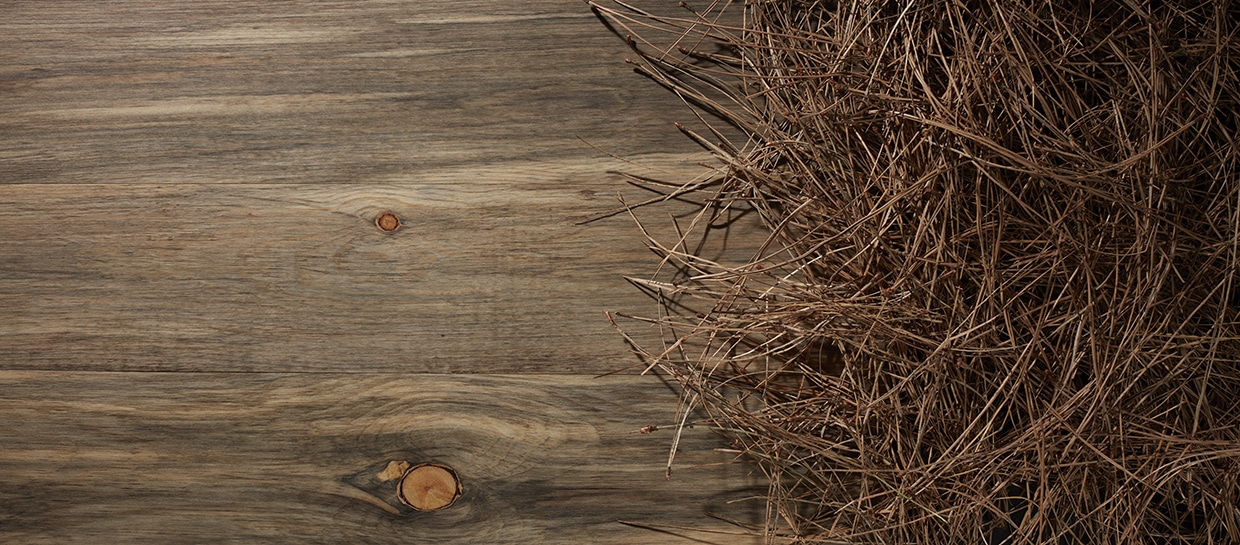 Blue Stain Pine